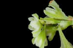 Climbing false buckwheat